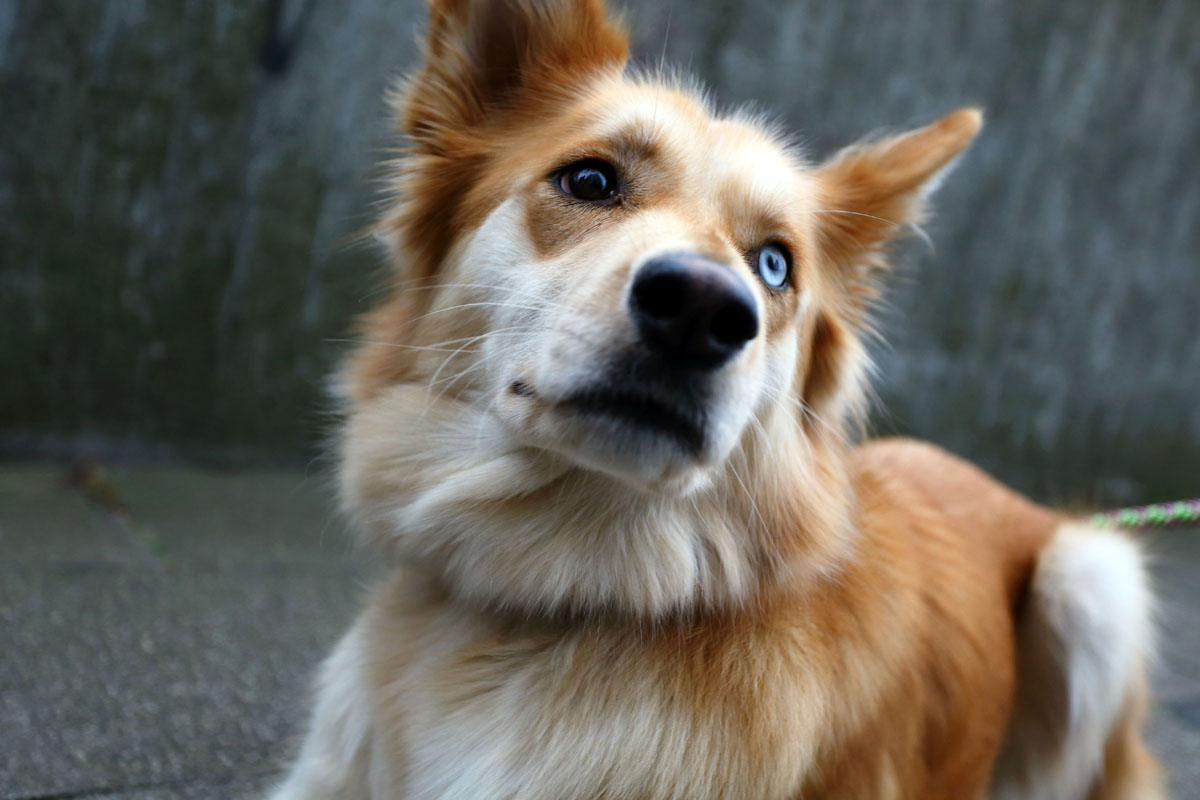 Laika der Hund mit Augen wie David Bowie